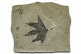 Fossil Sycamore (Macginitiea) Leaf - Green River Formation, Utah #356072-1